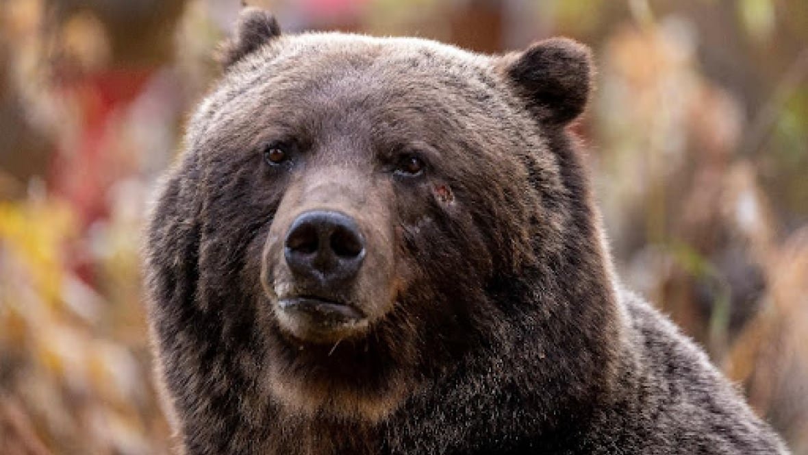 Large brown grizzly bear standing in natural habitat