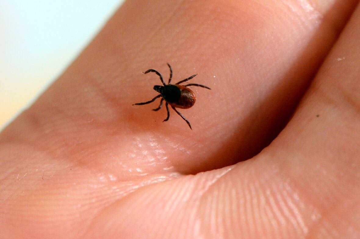 Close-up image of adult blacklegged tick.