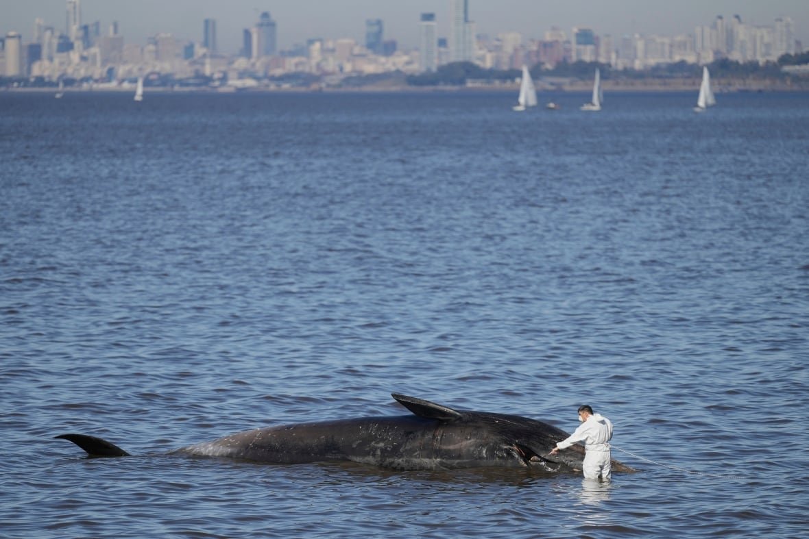 Coastal officer examining a large black whale on shore