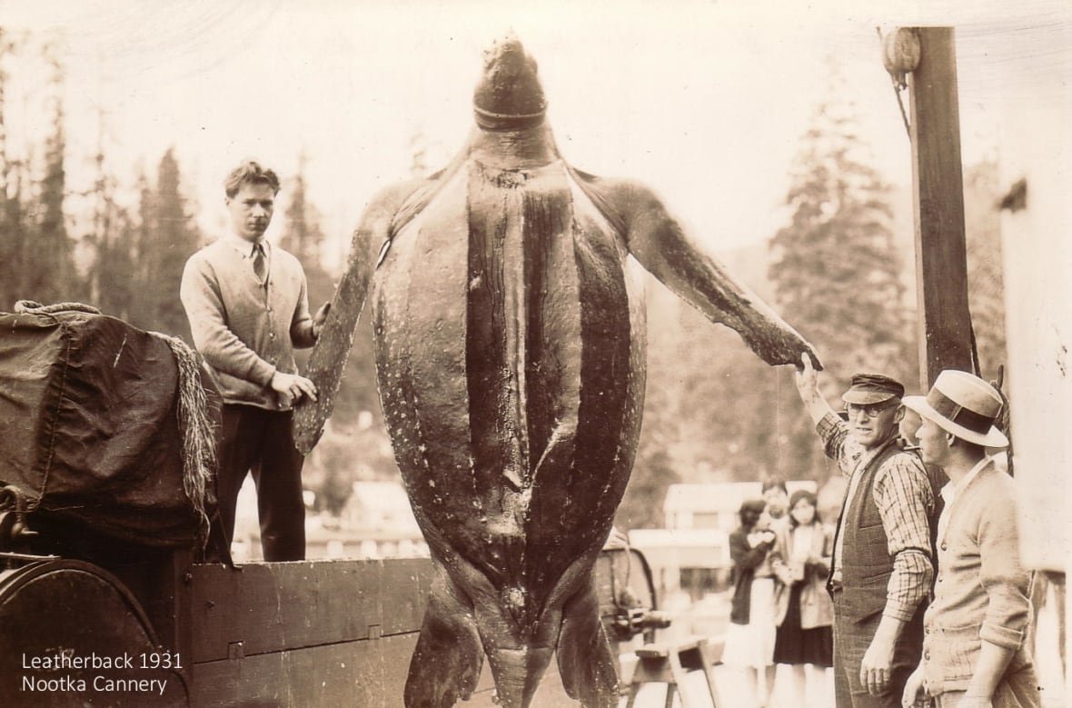 Historic photo showing workers holding large leatherback turtle