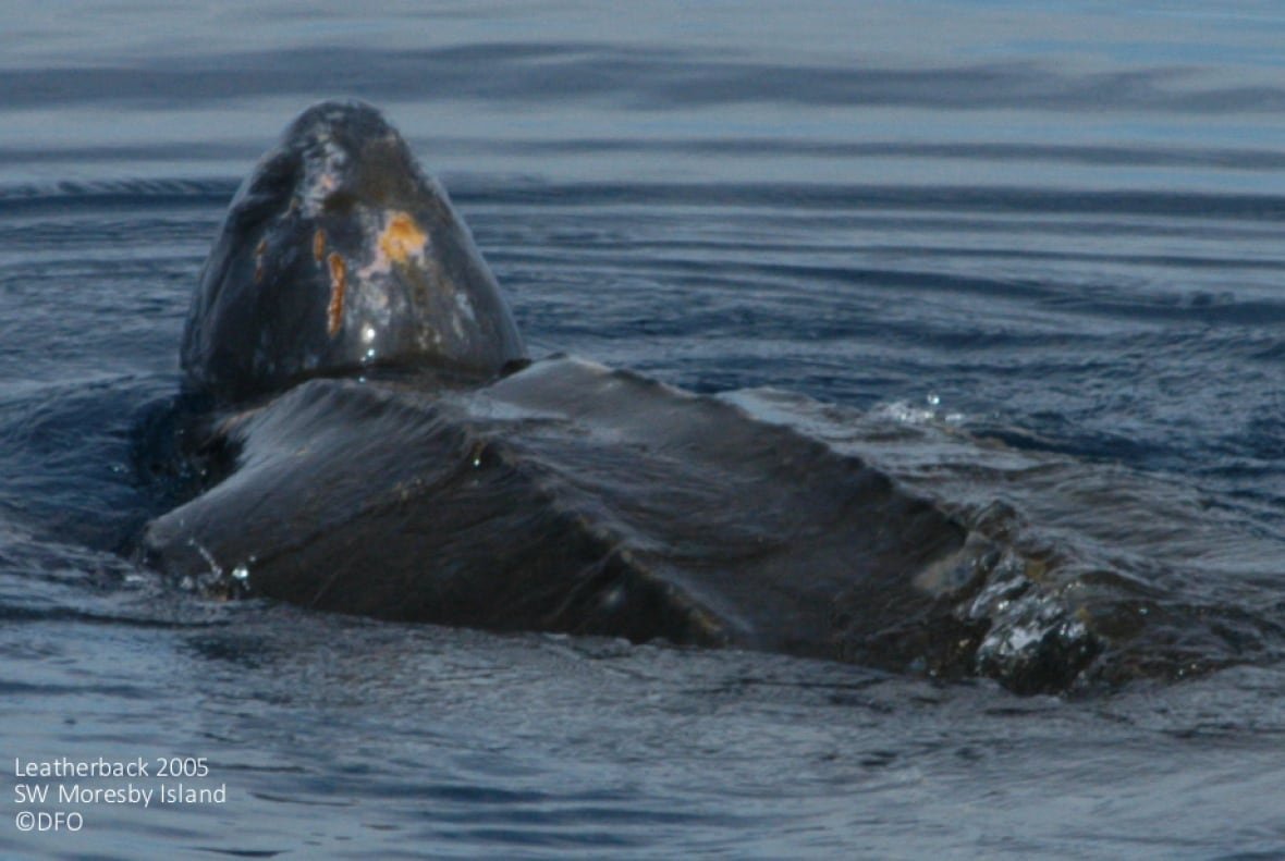 Leatherback sea turtle surfacing near Moresby Island