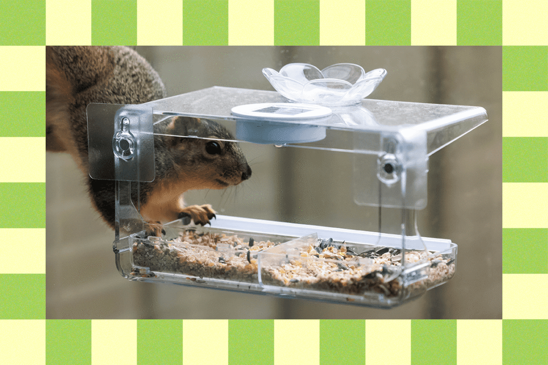 Keep Squirrels at Bay: Top Bird Feeder Protection Hacks You Need in 2025!