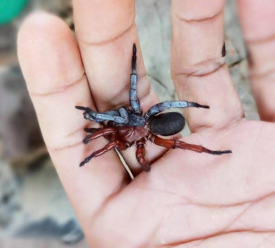 Dorsal view of a bilateral gynandromorph spider showing distinct male and female sides