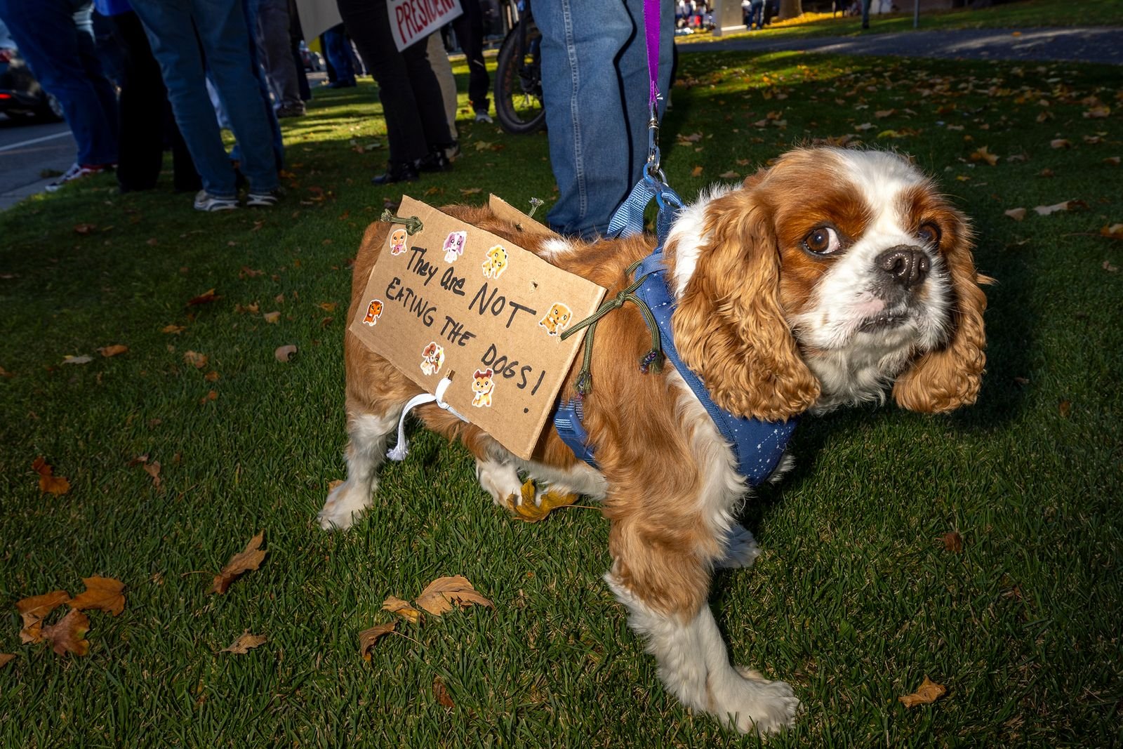 Dog wearing protest sign during Rexburg event