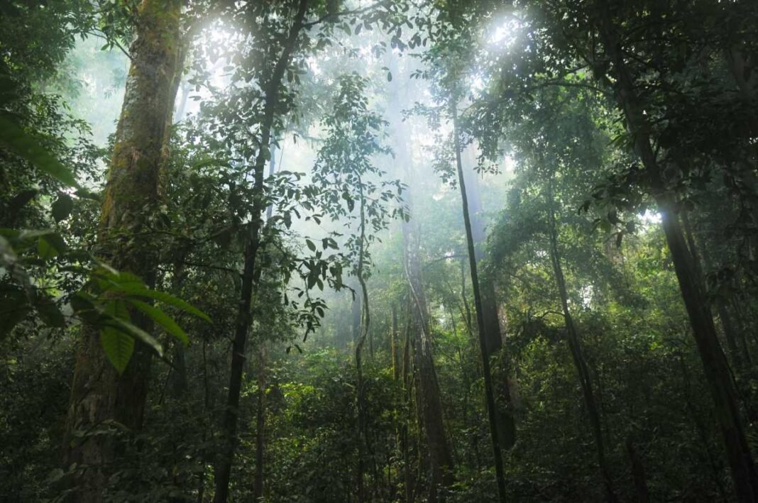 Google Joins Forces with Massive Amazon Reforestation Effort to Combat Carbon Emissions