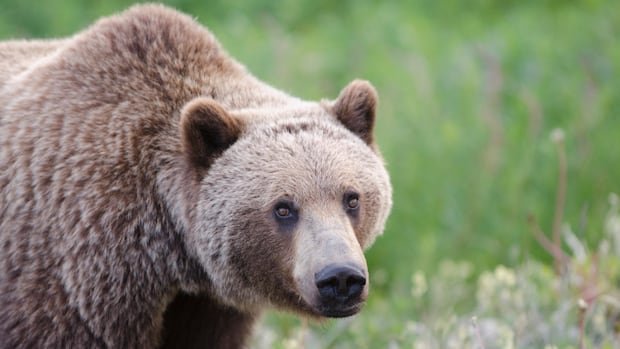 Search intensifies for grizzlies that attacked B.C. school group