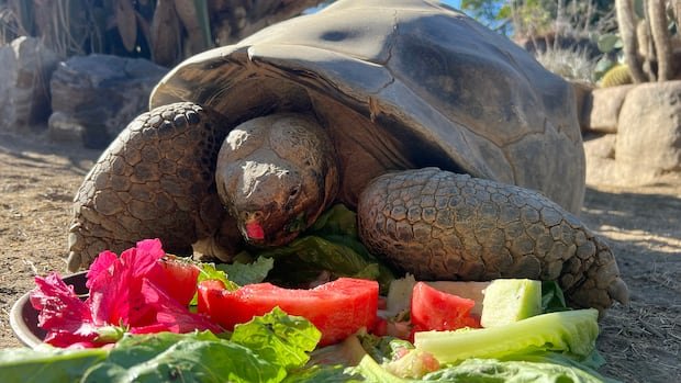 San Diego Zoo’s oldest resident, a Galapagos tortoise believed to be about 141, dies