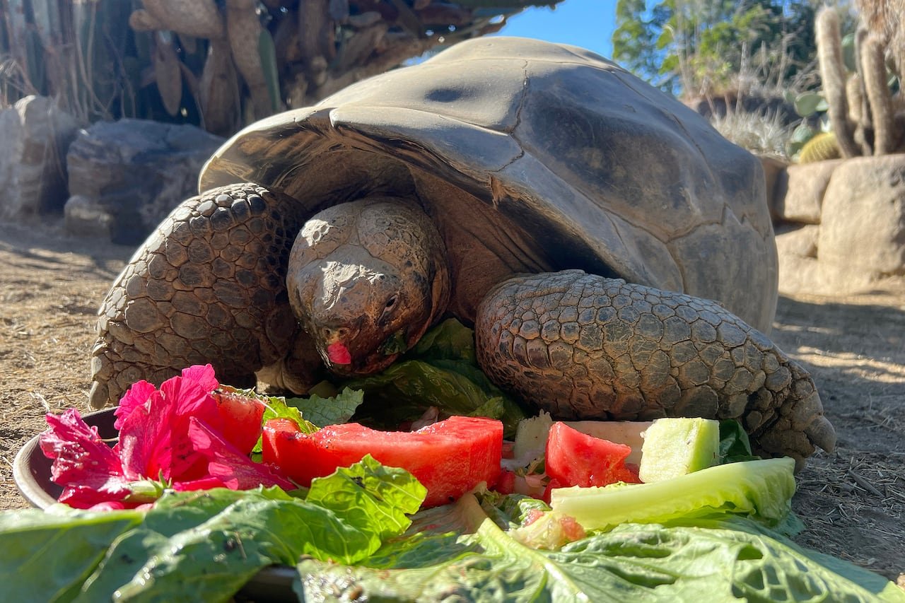 A large tortoise eating colourful fruits and vegetables
