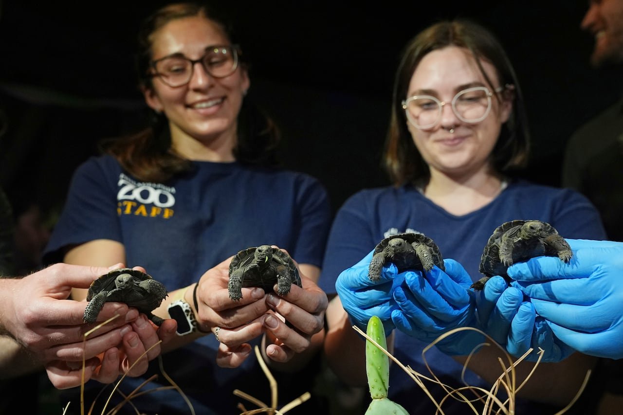 Two zoo workers hold four baby tortoises