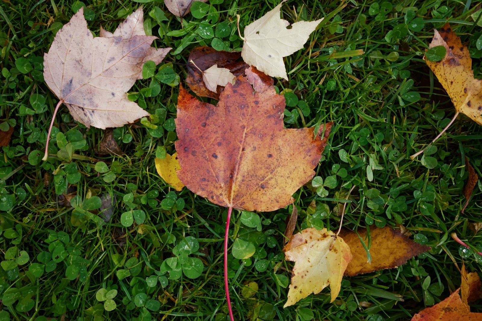Sample photo showing vibrant autumn leaves scattered over grass