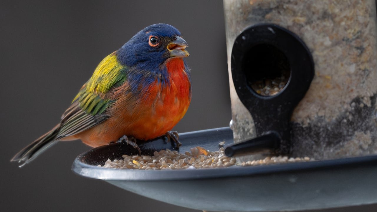 painted bunting perched on snowy feeder displaying luminous blue and green feathers