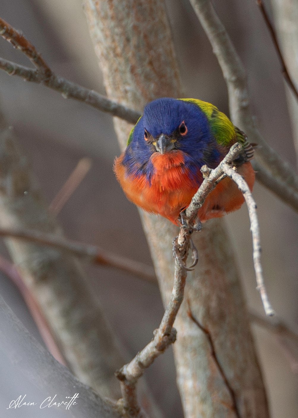 close-up portrait of painted bunting with red head feathers looking directly ahead
