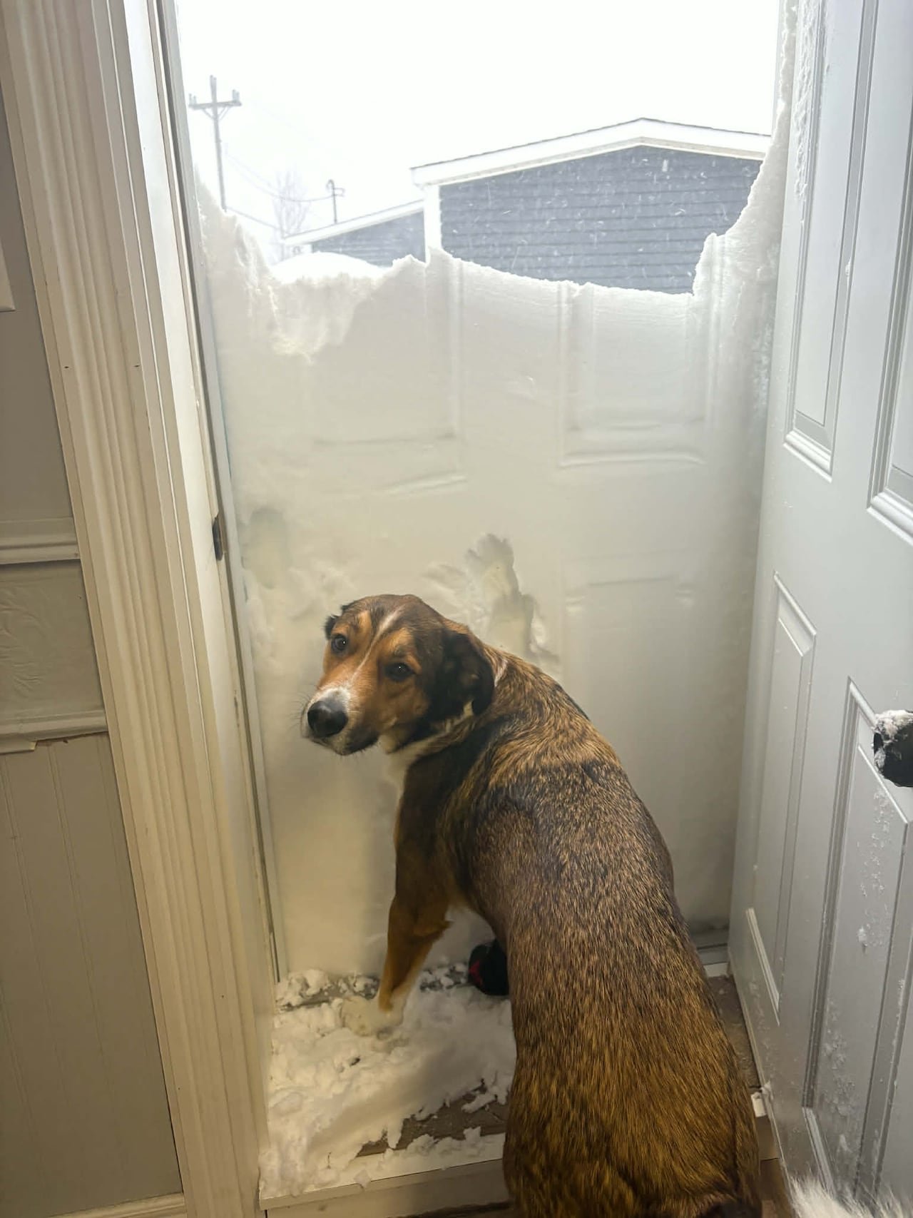 Dog struggling through deep snow in Triton