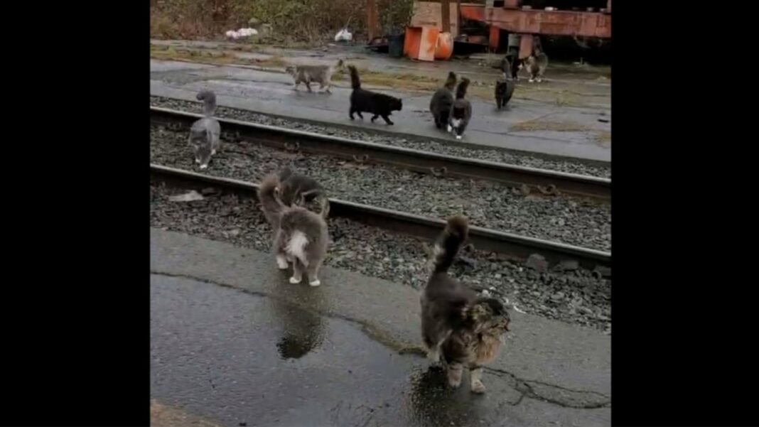 #TheMoment cats found new homes before a B.C. mill closed