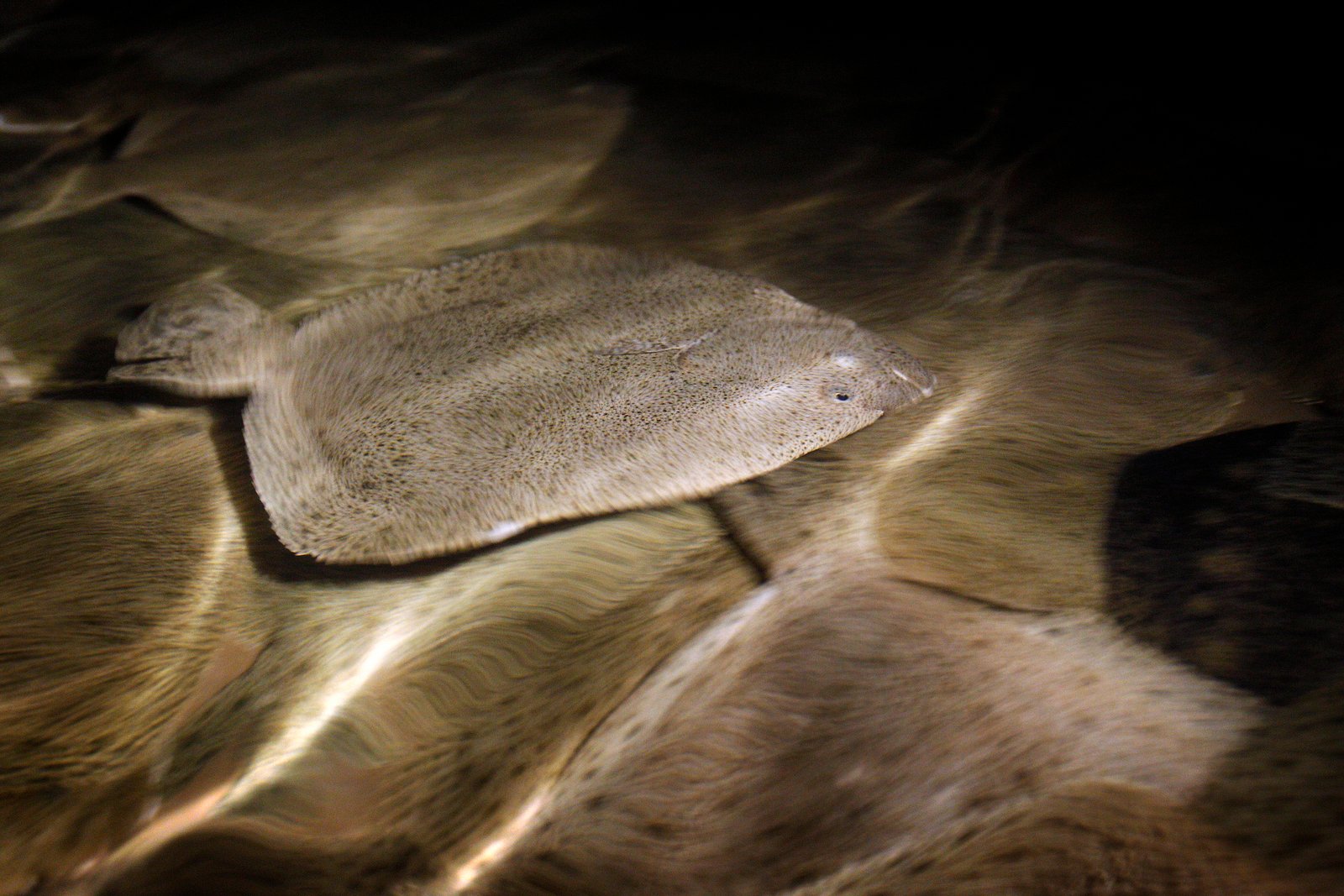 Turbot fish known worldwide as culinary delicacy.