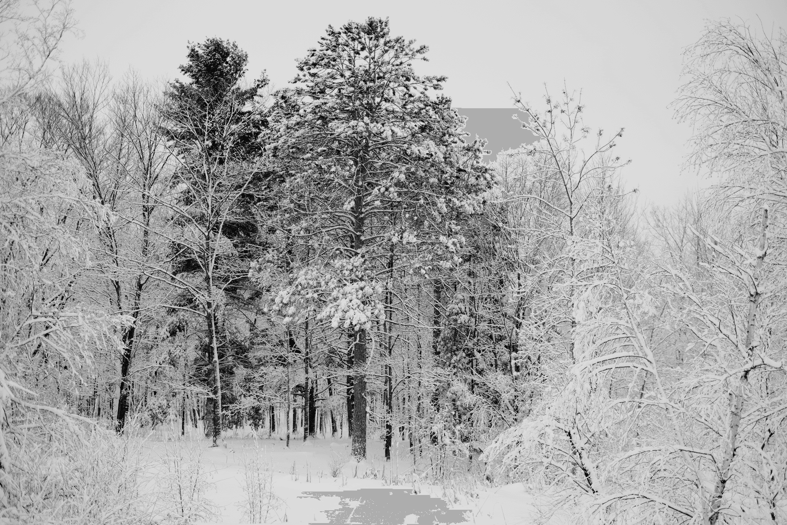 Frost-covered winter woodland scene