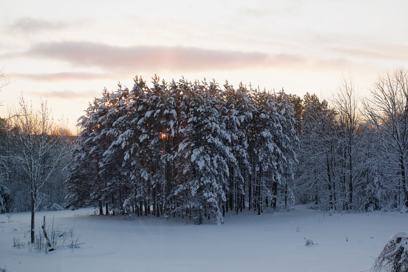 Detailed forest landscape under snowy conditions