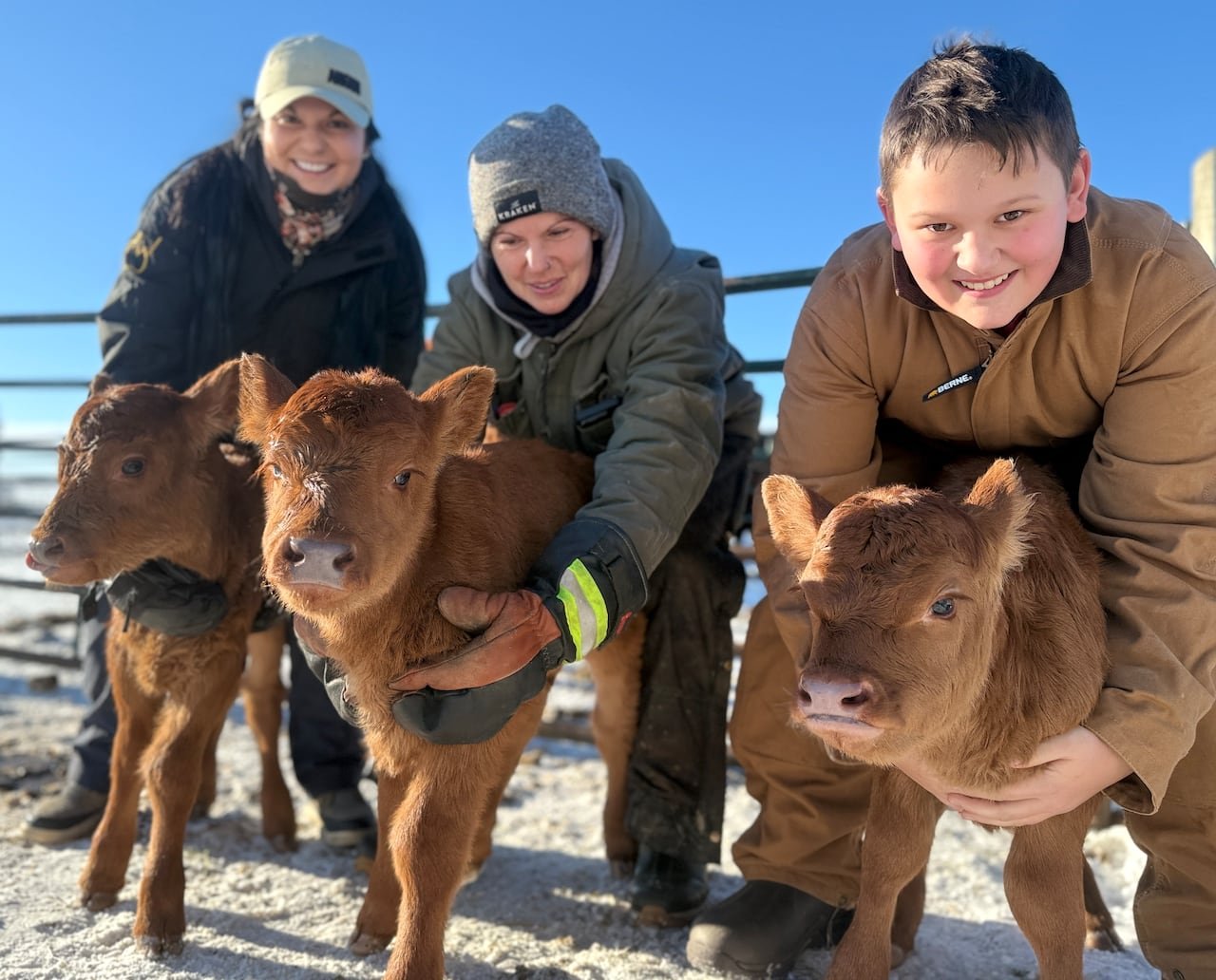 Three people holding reddish-brown calves inside barnyard