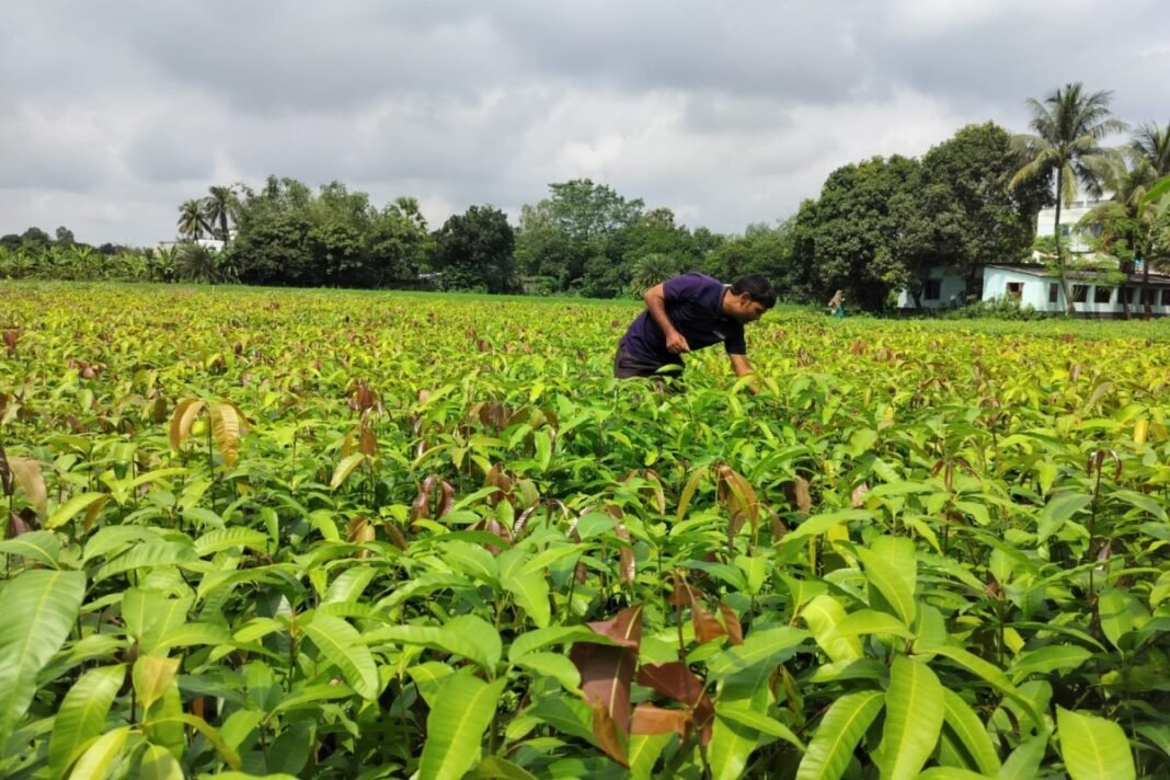 India’s Varaha Raises $20M to Transform Carbon Removal Across the Global South