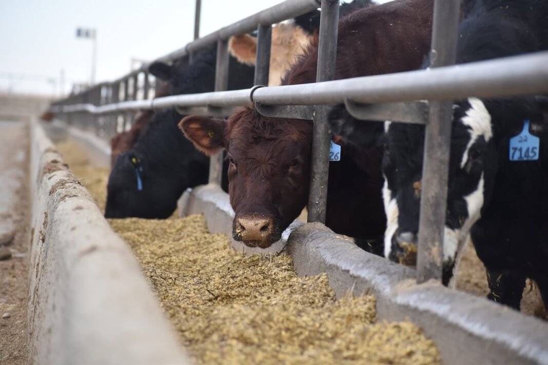 Company in Alberta to turn cattle manure into natural gas, bury CO2
