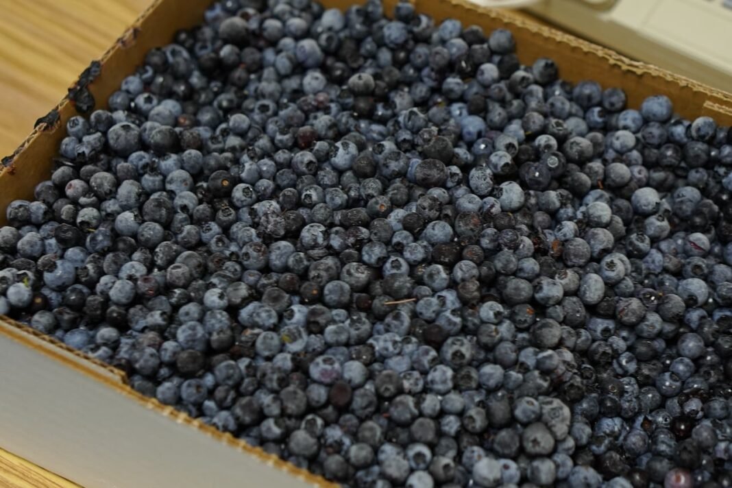 If food is medicine, how about a prescription for blueberries? N.S. researchers hope that’s the future