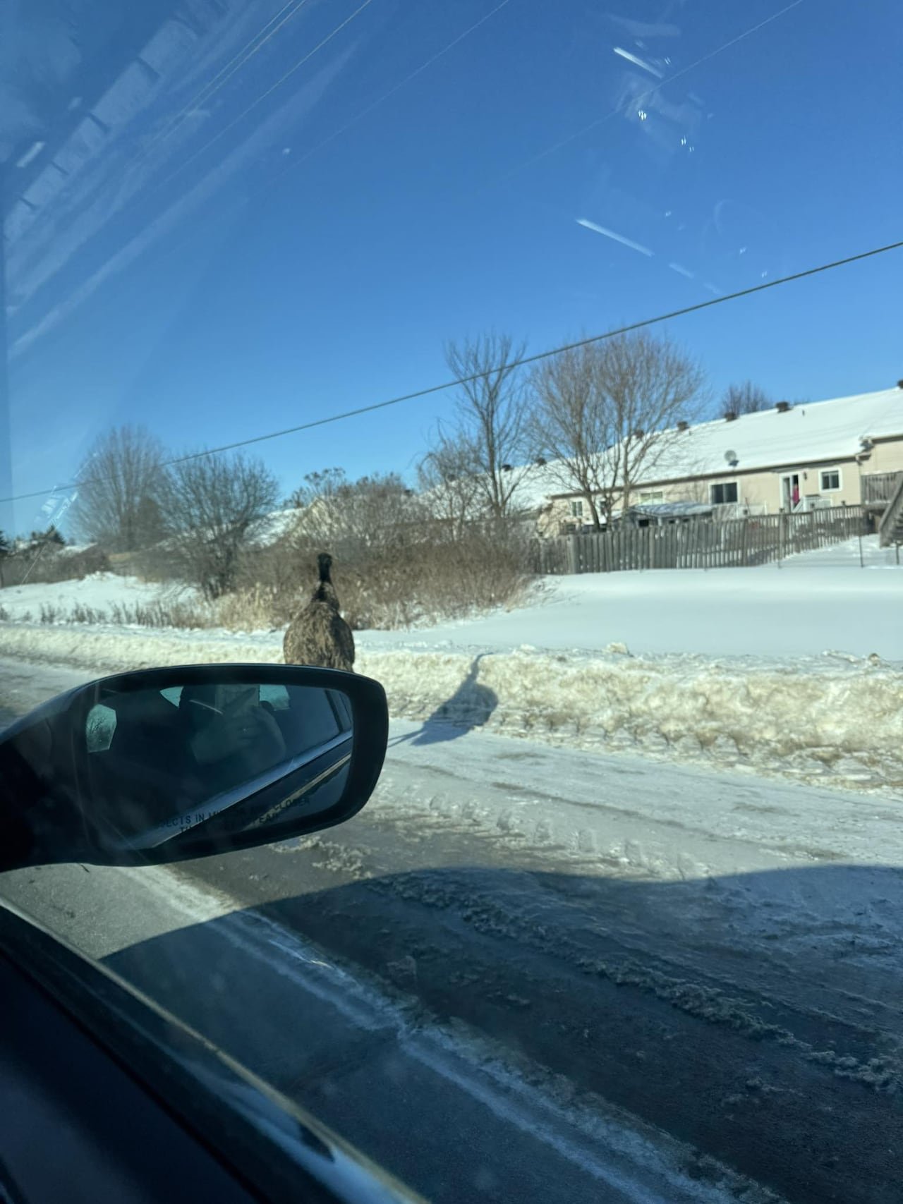 Enzoo spotted near welcome to Almonte sign