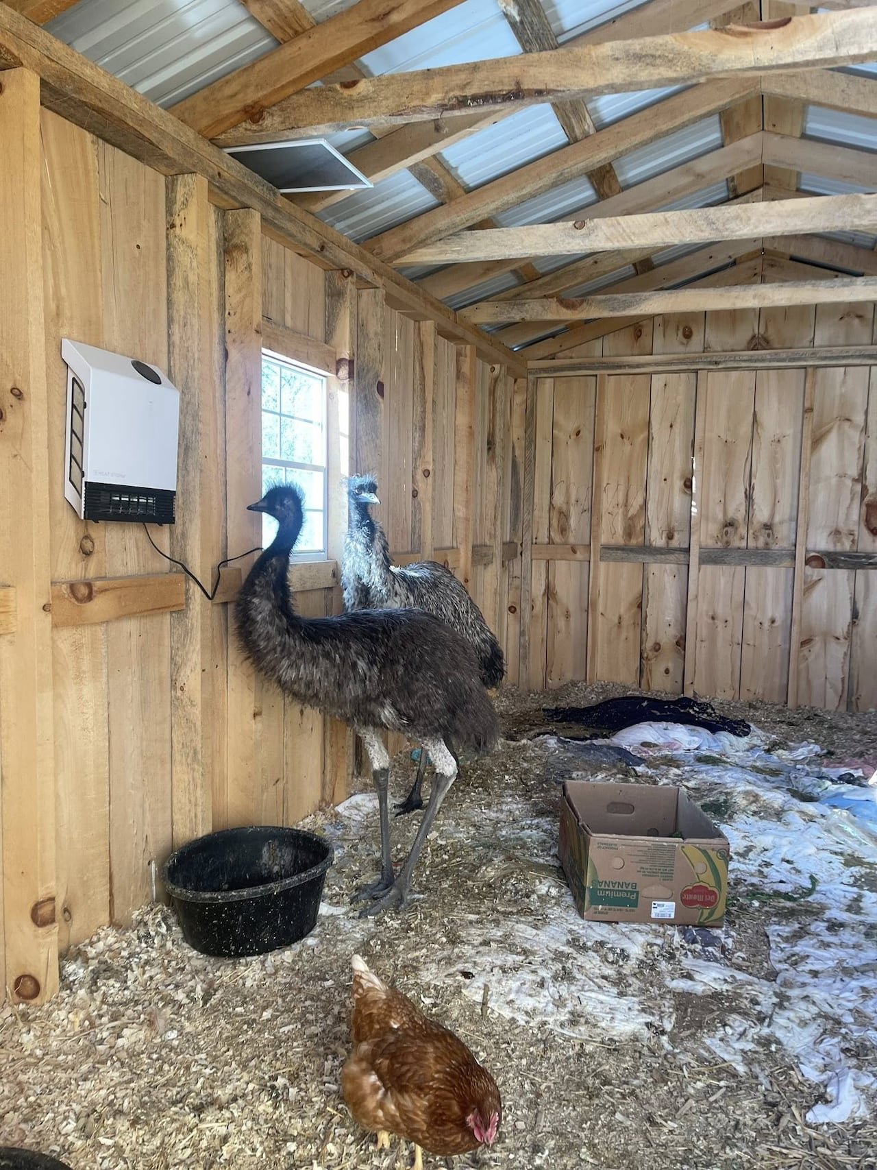 Enzo's coop including Blue and chicken