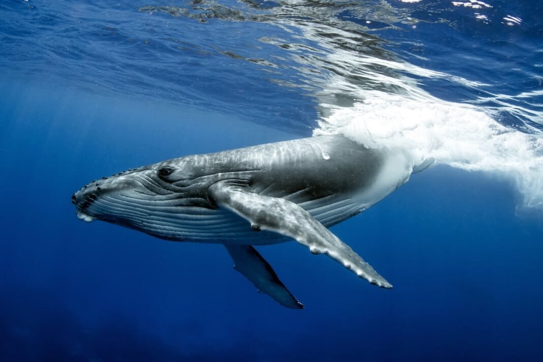 The world’s oldest-known whale song recordings tell a story about the changing ocean