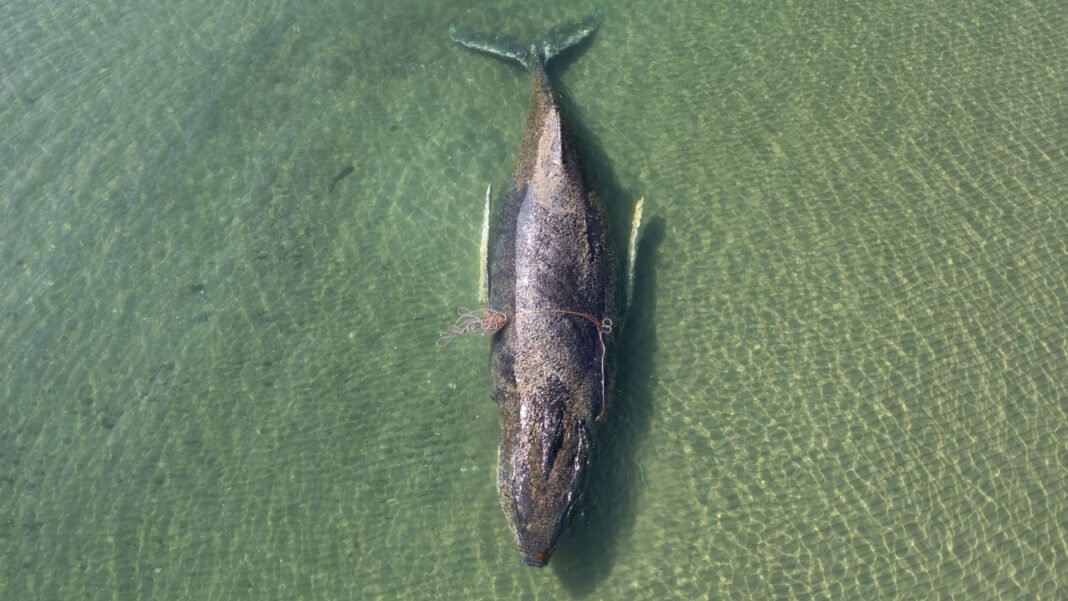 Rescuers race to save stranded whale in Germany