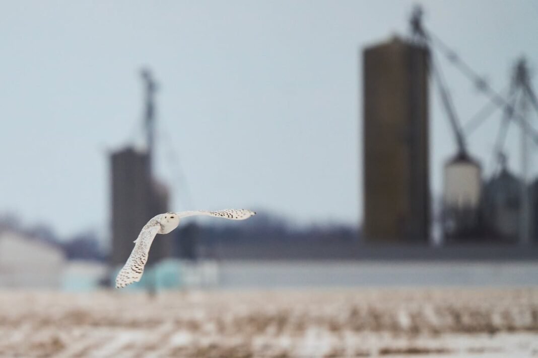 40 Incredible Species, Including the Majestic Snowy Owl, Secure Vital New Protections on UN’s Enhanced Conservation List
