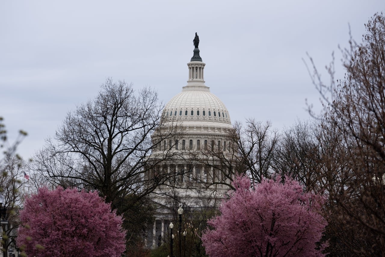 The United States Capitol building framed by blooming cherry trees