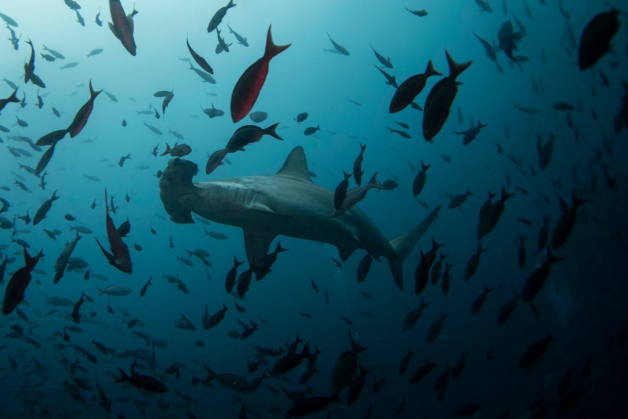Hammerhead shark swimming amid coral reef