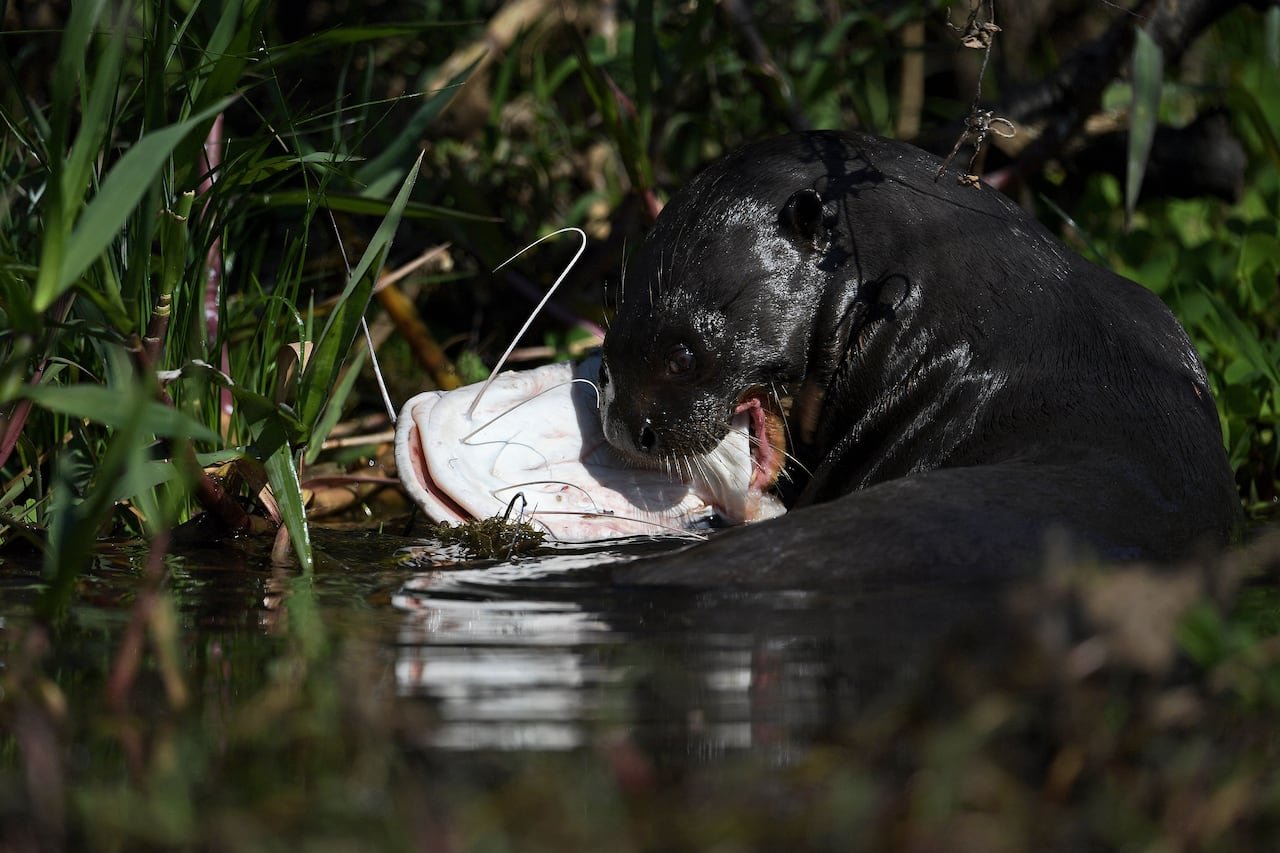 Giant otter swimming through lush wetland waters holding fish