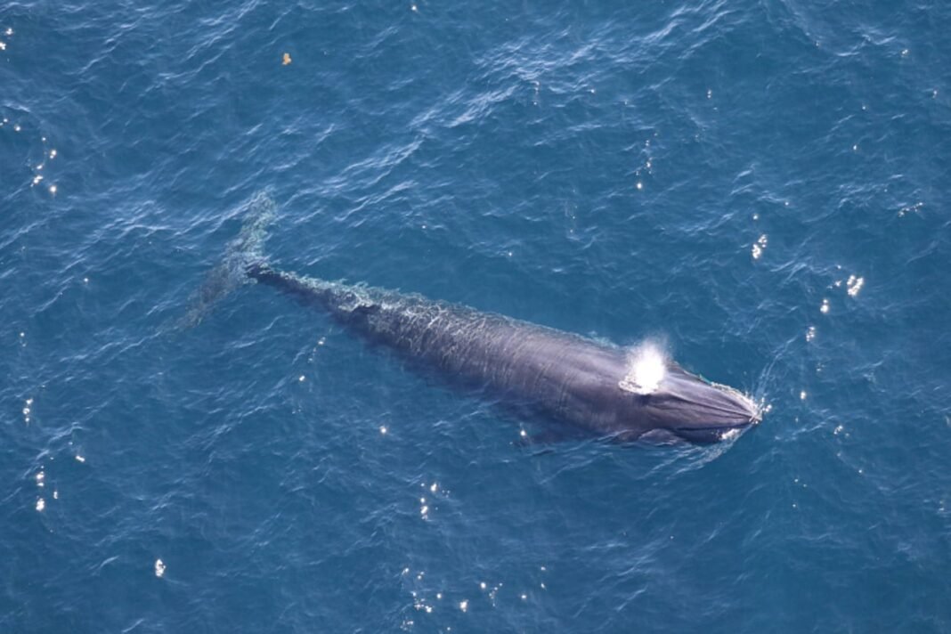 Trump Officials Shield Gulf of Mexico Drilling from Endangered Species Act, Putting Rare Whale’s Survival at Risk
