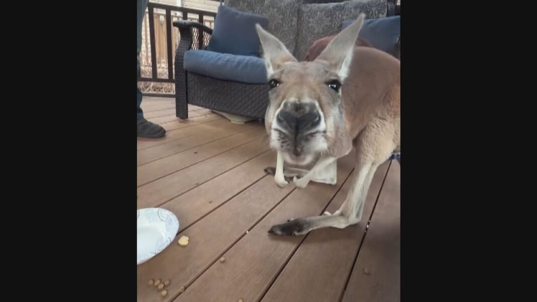 #TheMoment an escaped kangaroo spent 3 days on the run