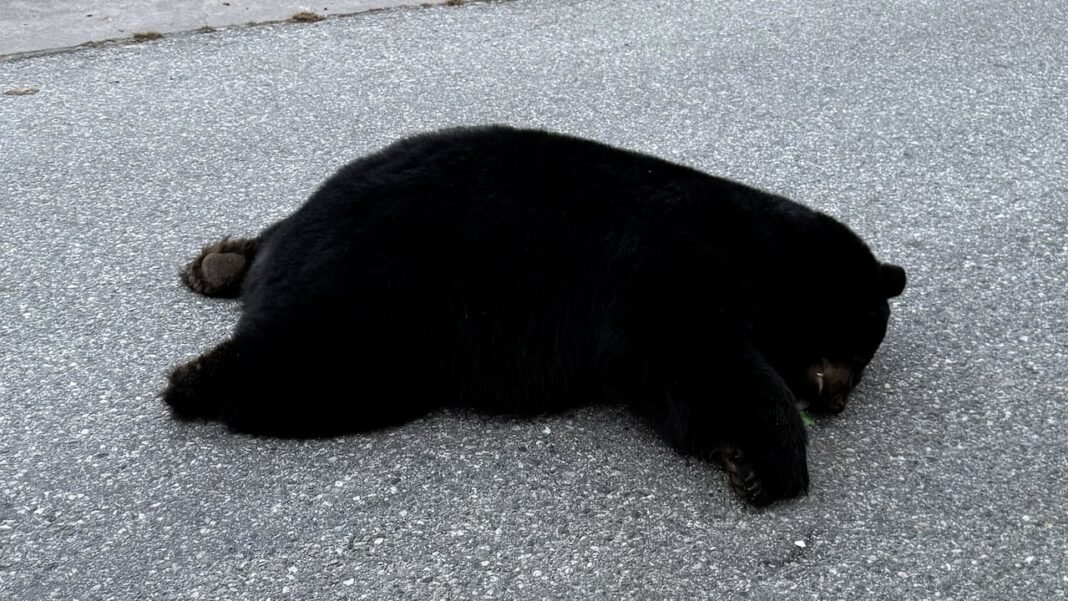 Tragic Find on Sunshine Coast Road: Investigation Launched After Black Bear Found Dead