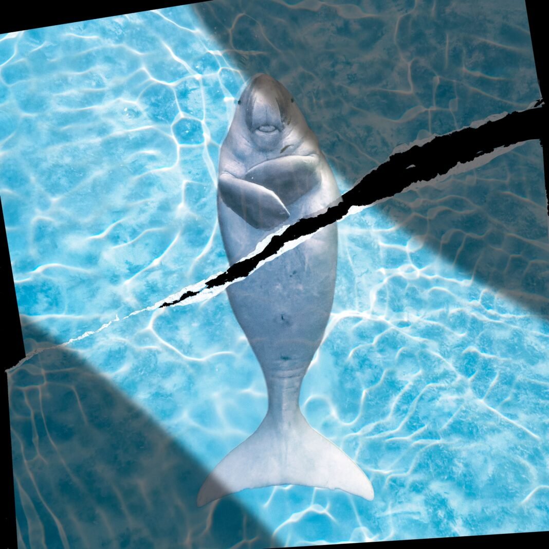 Strait of Hormuz Marine Life Battles Rising Threats Amid Ongoing Conflict