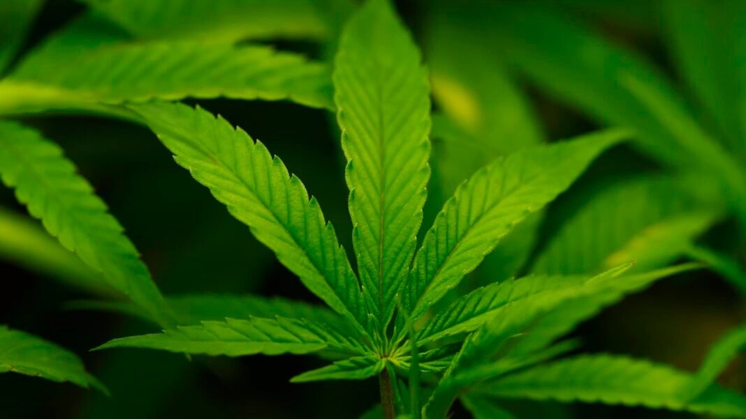 Trump administration moves to reclassify cannabis in major shift that could expand research