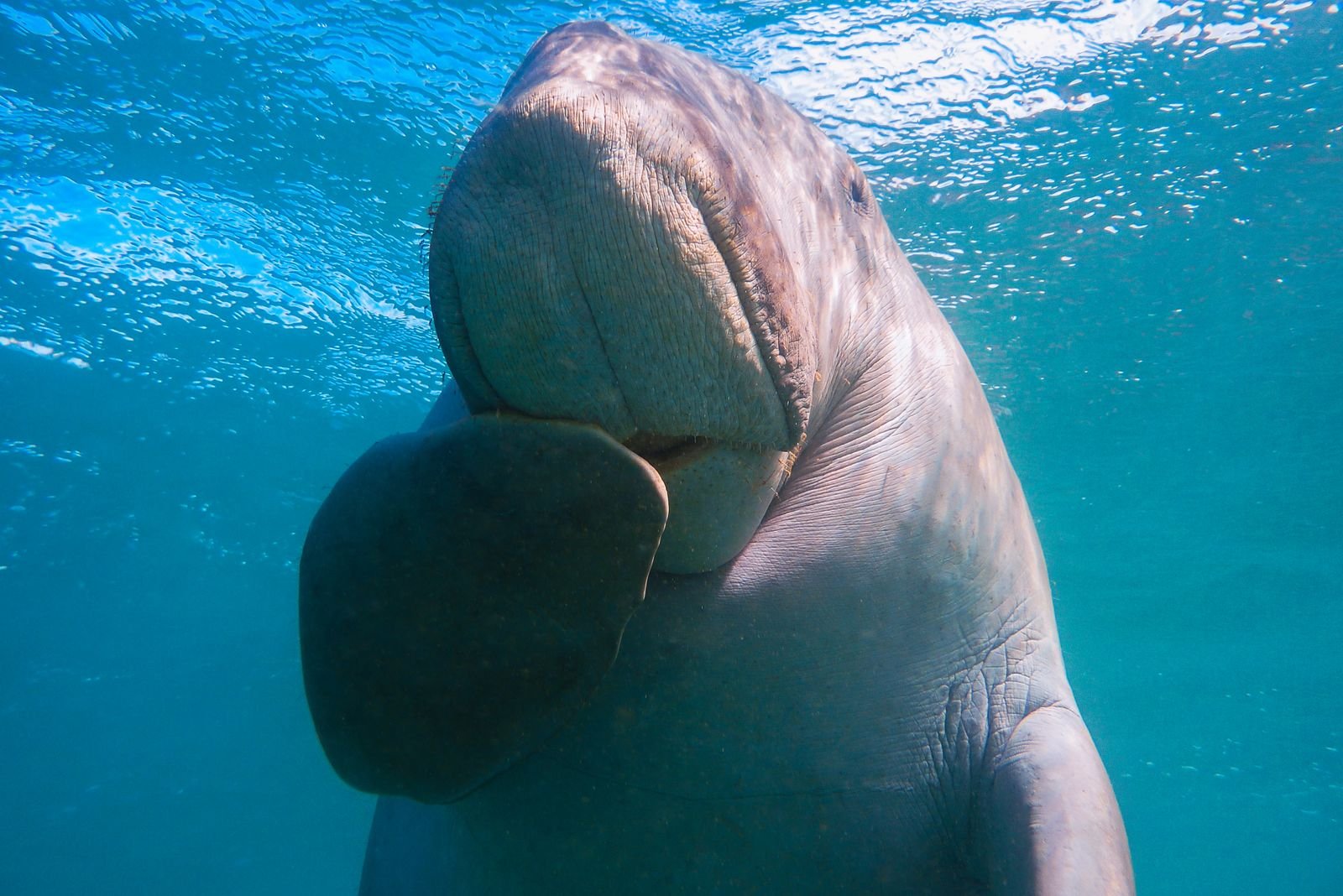 dugong swimming underwater