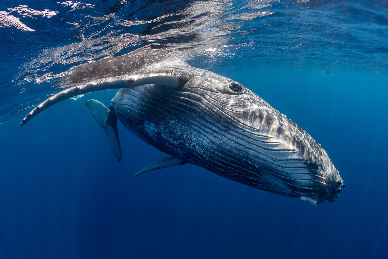 Arabian humpback whale breaching