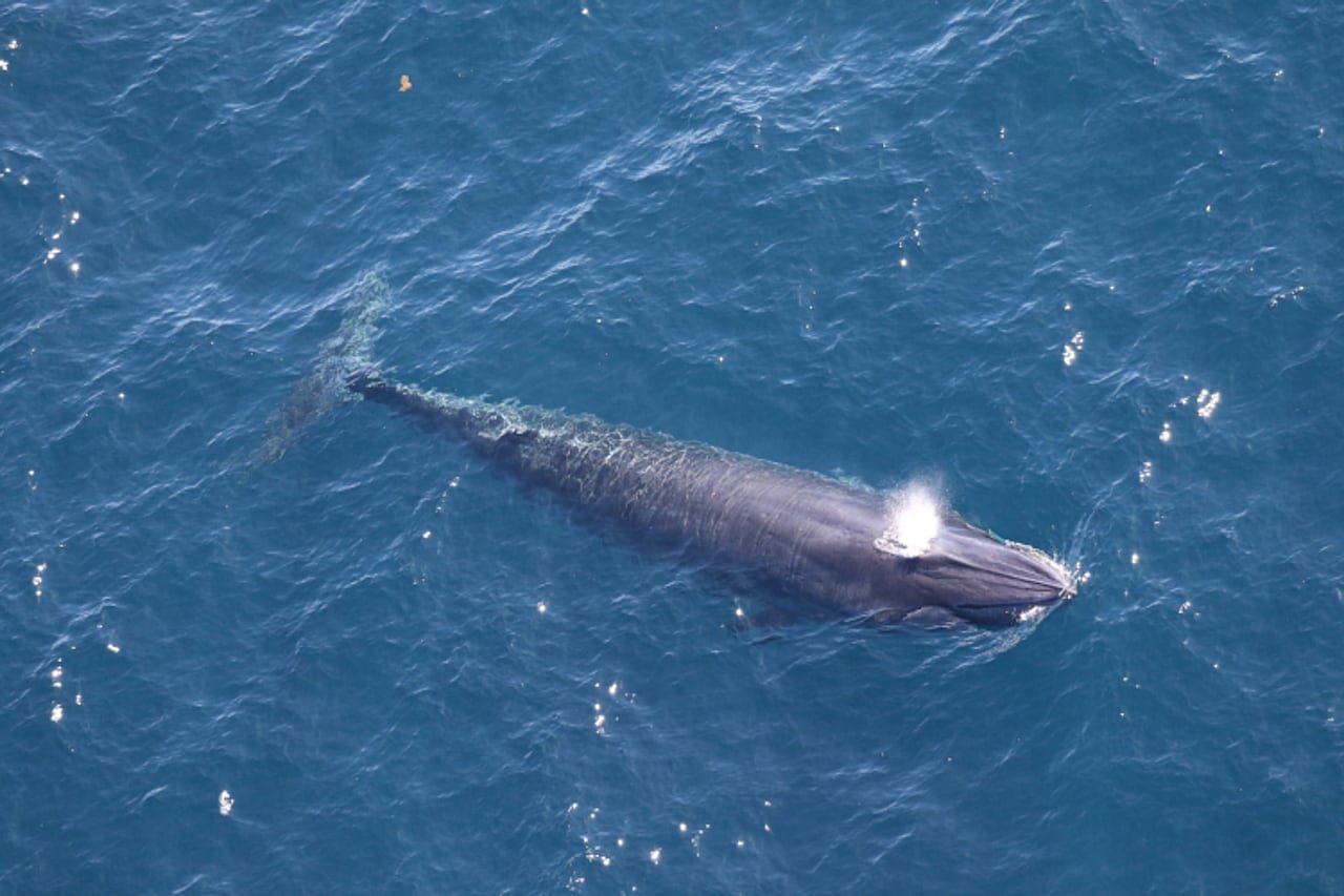 Rice's whale surfacing off Texas coast