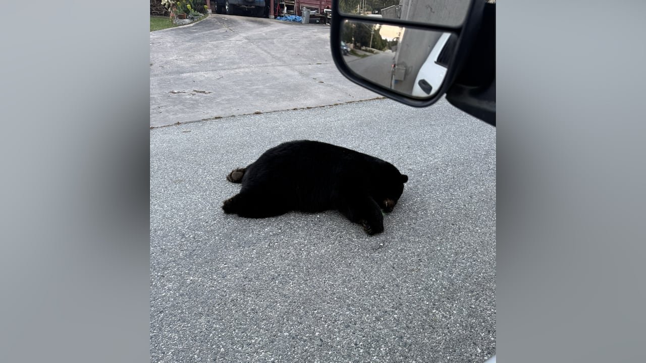 Black bear resting beside residential road in west Sechelt