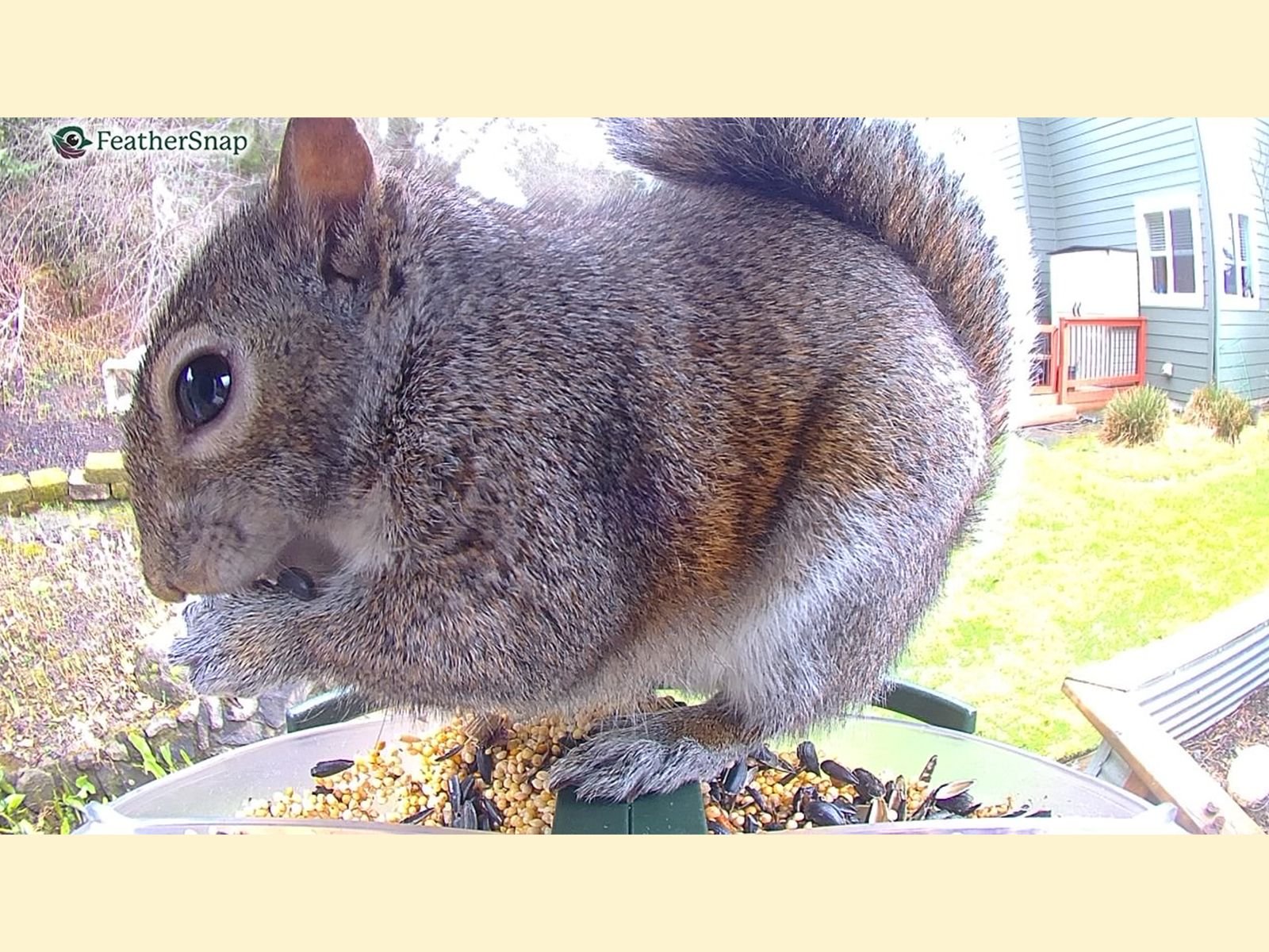 Squirrel perched near bird feeder