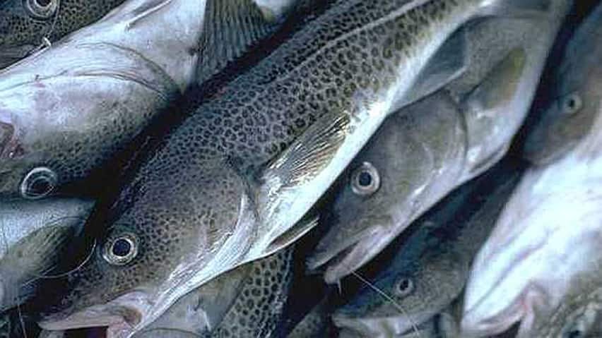 ‘Things aren’t looking good’: Atlantic cod stocks continue decline in parts of N.S., N.B.