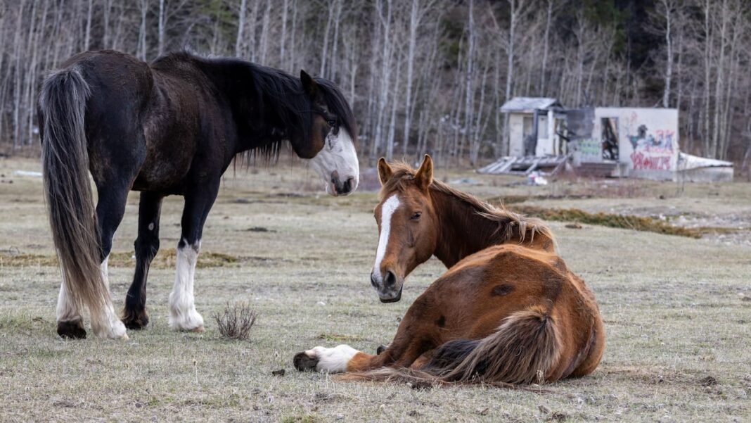 Alberta government says wild horse population has reached ‘unacceptable’ levels, advocates disagree