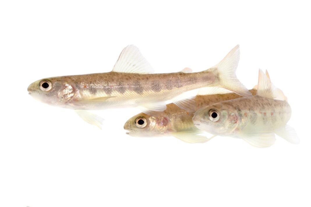 Researchers are giving salmon cocaine. Don’t worry, it’s for science