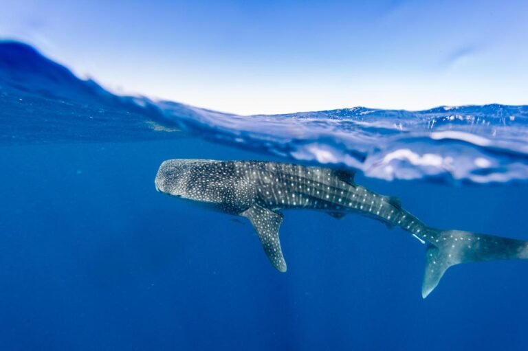 How Are Drones Impacting Whale Sharks? Uncover the Shocking Findings from a Groundbreaking Study!