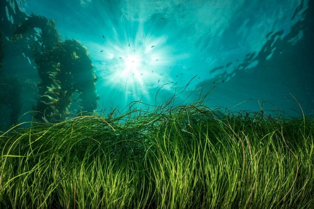 Disappearing Seagrass Sparks Urgent Battle: How Resorts Are Championing Its Revival