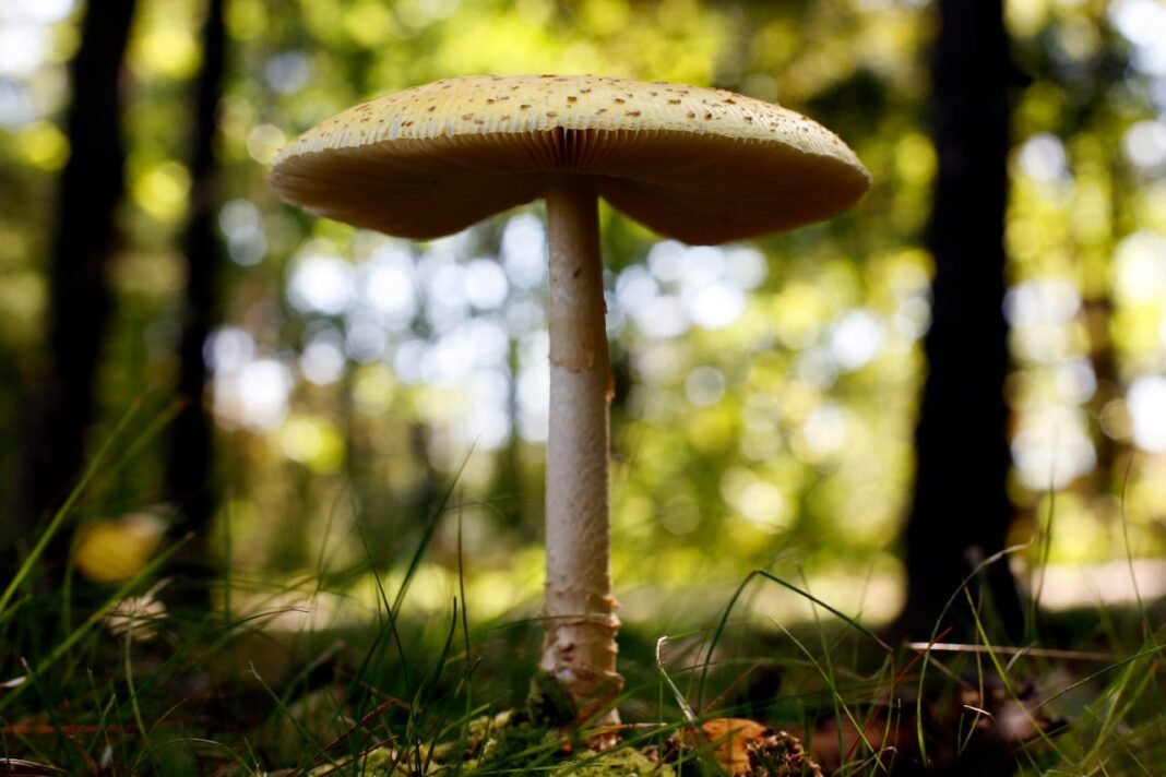 U.S. slaps tariffs on fresh Canadian mushrooms, claims growers getting unfair subsidies