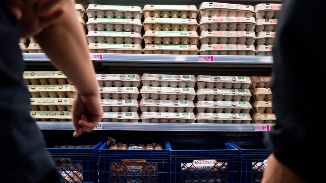 Egg Prices Plummet Amid Surplus: Producers Battle Soaring Costs and Tightening Margins